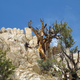 Bristlecone pine trees grow on soils and in conditions where few other species can live. (Brian Smithers/UC Davis)